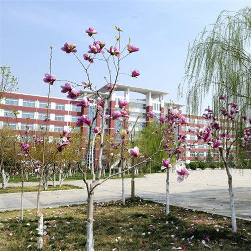 歲月流金 · 青春不散場(chǎng)