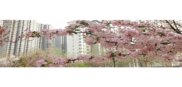 河北正定師范高等專科學校 - 最美大學